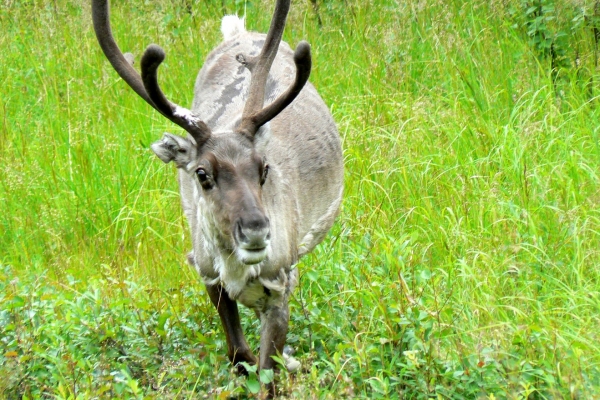 Zdjęcie z Finlandii - 