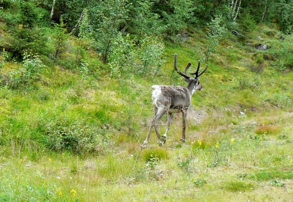 Zdjęcie z Finlandii - 