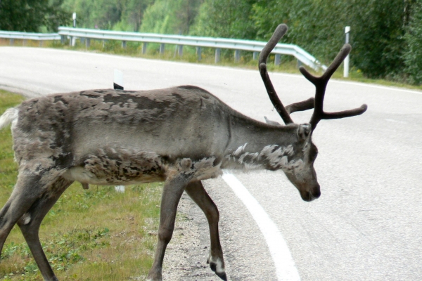 Zdjęcie z Finlandii - 