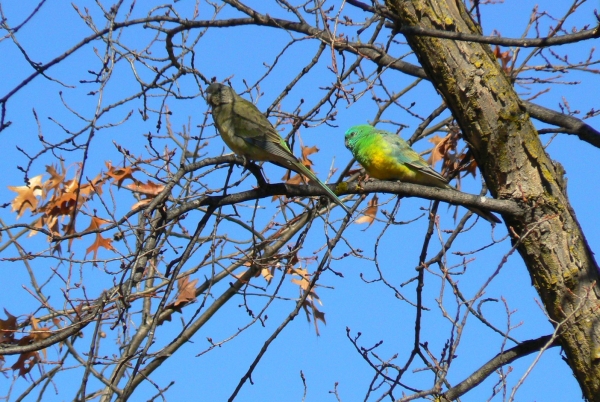 Zdjęcie z Australii - Canberra