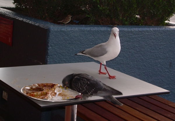 Zdjęcie z Australii - Melbourne