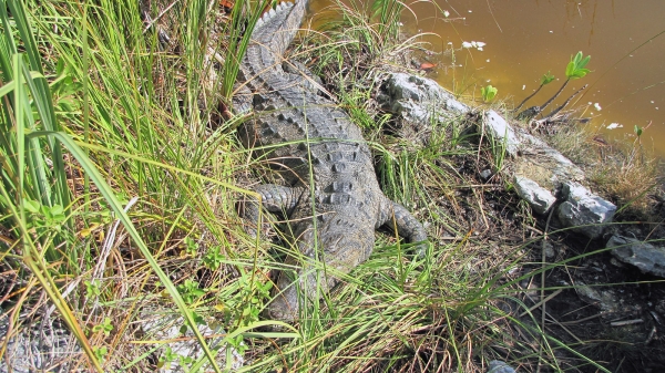 Zdjęcie z Kuby - Krokodyl
