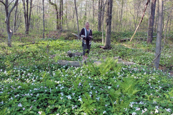 Zdjęcie z Kanady - Park Port Burwell-kwiatki "Trillium"