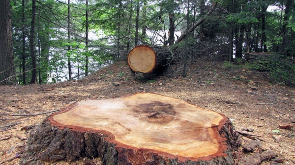 Zdjęcie z Kanady - Park Killarney Provincial Park, Ontario, miejsce nr 55 na jeziorze Carlyle Lake