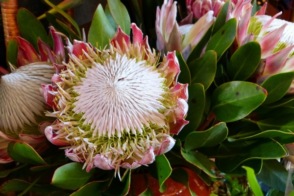 Zdjęcie z Portugalii - protea