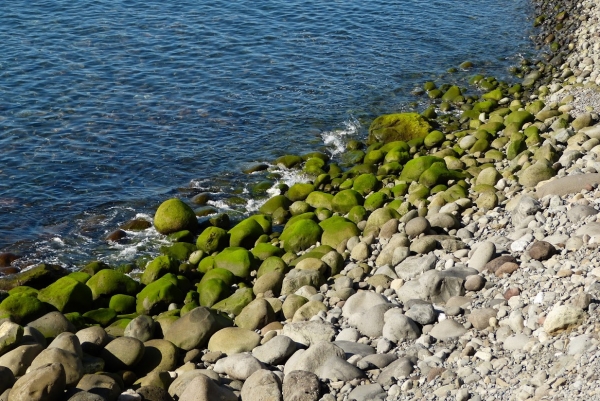 Zdjęcie z Portugalii - plaża w Ribeira Brava