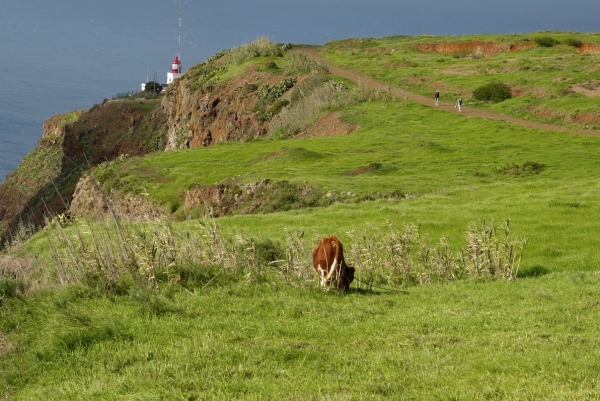 Zdjęcie z Portugalii - Ponta do Pargo; końcówka wyspy; 