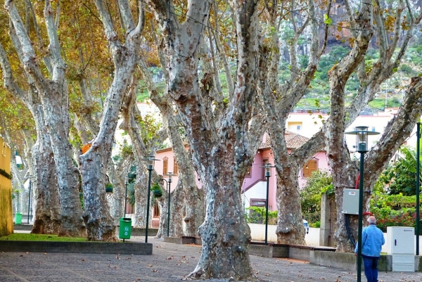 Zdjęcie z Portugalii - Machico; piękna platanowa aleja