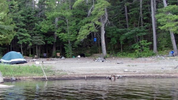 Zdjęcie z Kanady - French River, Ontario. Niedźwiedź na naszym biwaku!