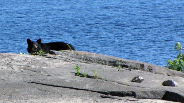 Zdjęcie z Kanady - French River, Ontario. Niedźwiedź na naszym biwaku!