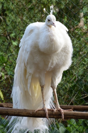 Zdjęcie z Portugalii - paw-albinos