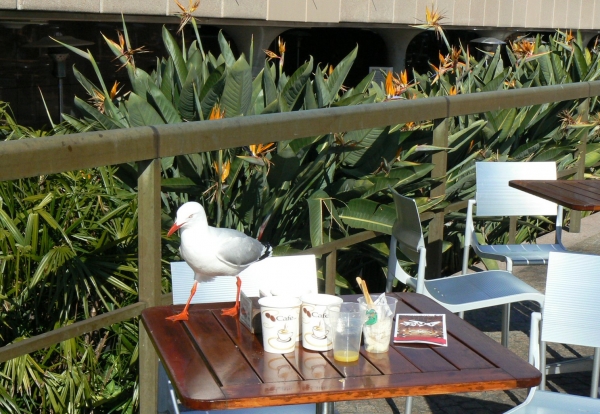 Zdjęcie z Australii - Sydney