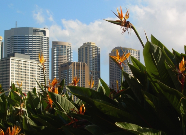 Zdjęcie z Australii - Sydney