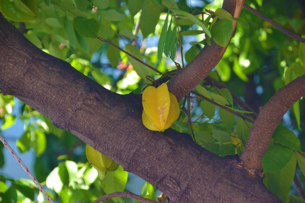 Zdjęcie z Tajlandii - Star fruit czyli carambola