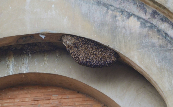 Zdjęcie z Tajlandii - Gniazdo pszczol w murach swiatyni Wat Chedi Luang 