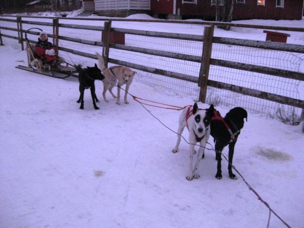 Zdjęcie z Finlandii - Husky-Safari 