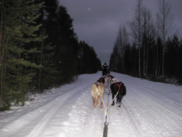 Zdjęcie z Finlandii - Husky-Safari 