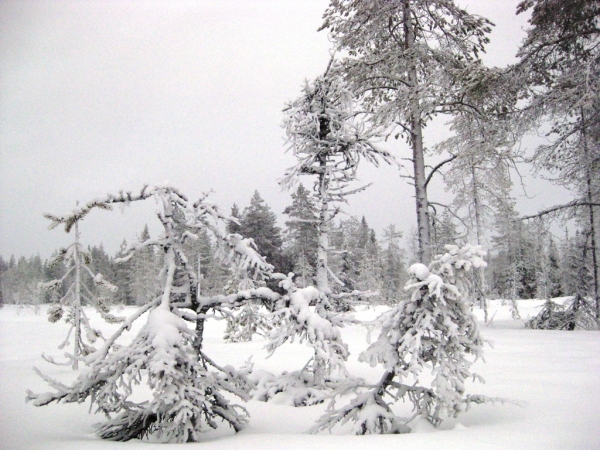 Zdjęcie z Finlandii - Safari z reniferami