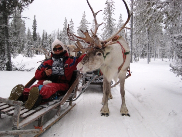 Zdjęcie z Finlandii - Safari z reniferami