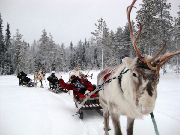 Zdjęcie z Finlandii - Safari z reniferami