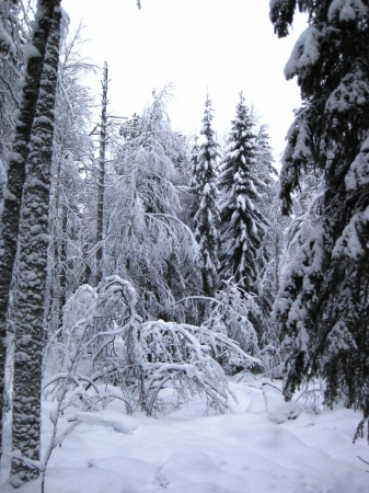 Zdjęcie z Finlandii - Ranua