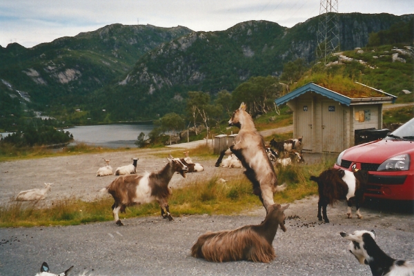 Zdjęcie z Norwegii - 