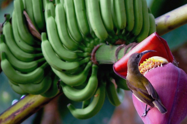 Zdjęcie z Tajlandii - Wielbiciel bananowego nektaru