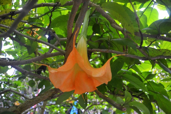 Zdjęcie z Tajlandii - W ogrodach Rezydencji Krolewskiej w Chiang Mai