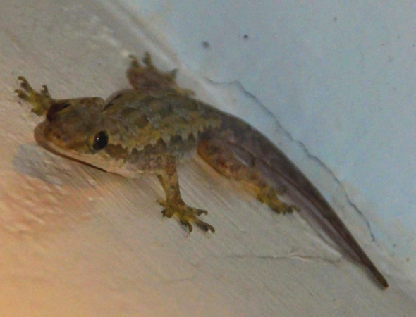 Zdjęcie z Tajlandii - Gekko :)