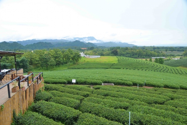 Zdjęcie z Tajlandii - Herbaciane widoczki