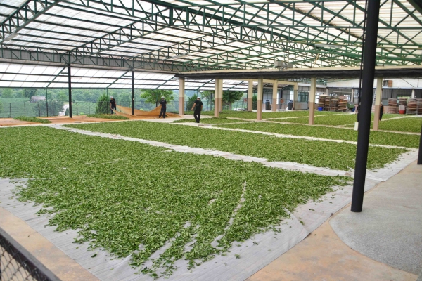 Zdjęcie z Tajlandii - Suszenie herbaty (na zielona herbate)