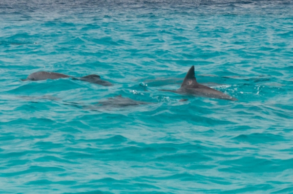 Zdjęcie z Tanzanii - delfiny :)