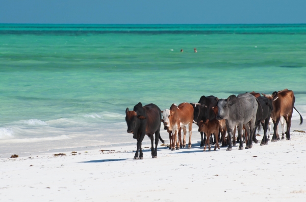 Zdjęcie z Tanzanii - Paje Beach