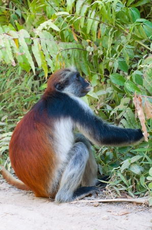 Zdjęcie z Tanzanii - 