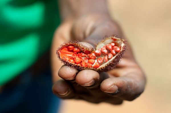 Zdjęcie z Tanzanii - spice tour