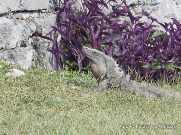 Zdjęcie z Meksyku - Pan albo pani iguana