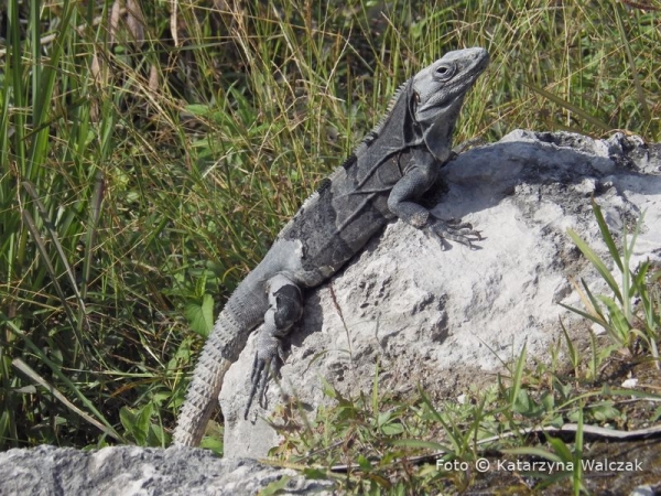 Zdjęcie z Meksyku - Czyżby znów iguana? :)