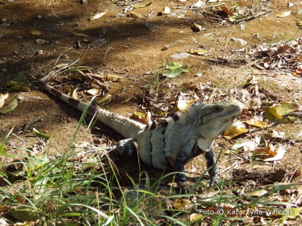 Zdjęcie z Meksyku - Kto nas żegna...oczywiście iguana