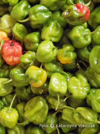 Zdjęcie z Meksyku - Papryczki chili habanero- podobno jedne z najbardziej pikantnych