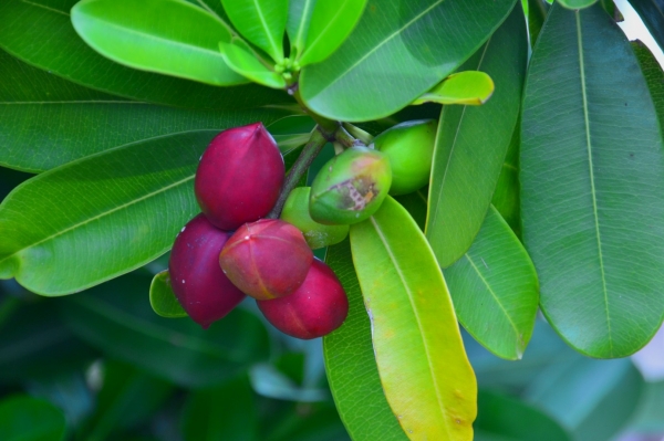 Zdjęcie z Vanuatu - Vanuacka flora