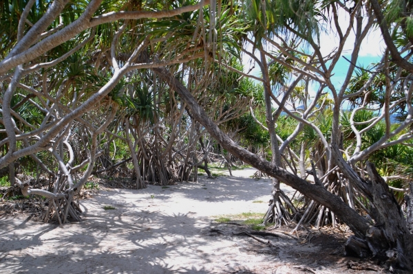 Zdjęcie z Vanuatu - Sciezka wokol wyspy Mystery Island