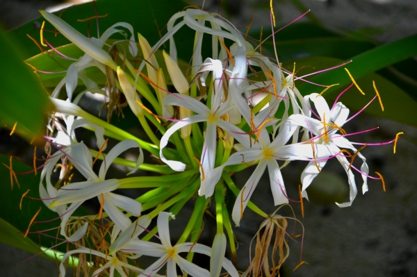 Zdjęcie z Vanuatu - Vanuacka flora