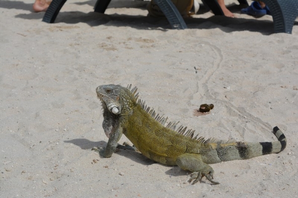 Zdjęcie z Curacao - 