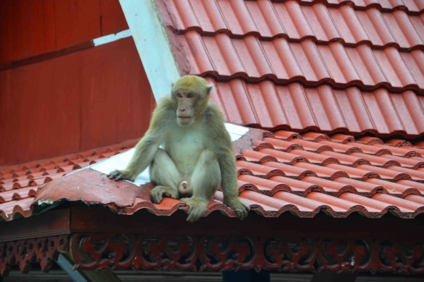 Zdjęcie z Tajlandii - Wat Tham Pla. Ten gosciu za cienki zeby zblizac sie do krola :)