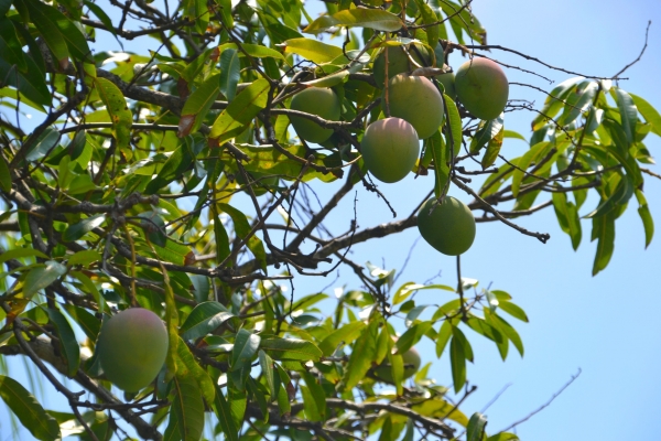 Zdjęcie z Nowej Kaledonii - Mango wszedzie :)