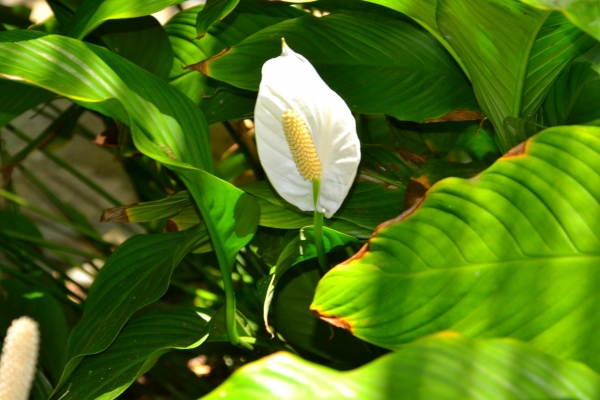 Zdjęcie z Nowej Kaledonii - Miejscowa flora