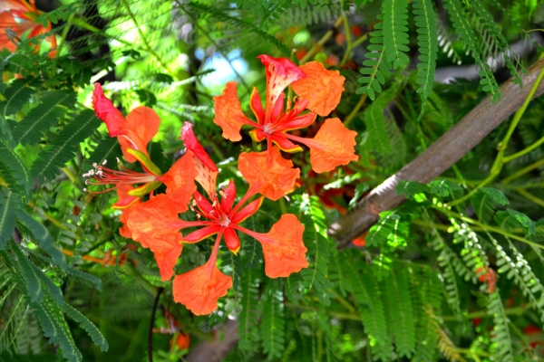 Zdjęcie z Nowej Kaledonii - Miejscowa flora