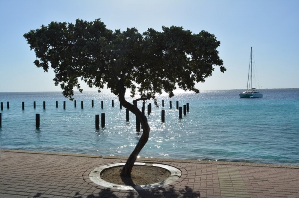 Zdjęcie z Bonaire - 