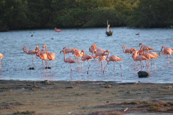 Zdjęcie z Bonaire - 