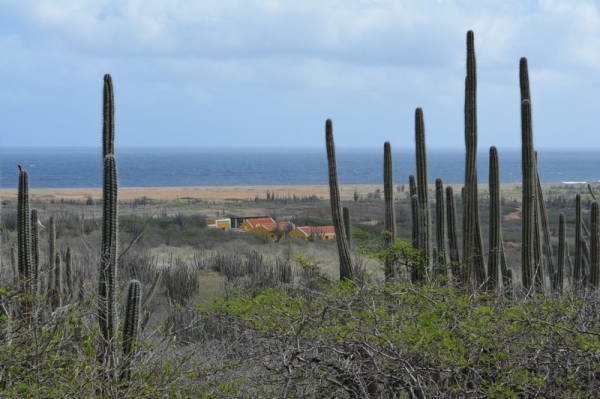 Zdjęcie z Bonaire - 